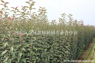 临沂厂家直销苹果苗多少钱_汤河镇大坊坞村_【绿化苗木】